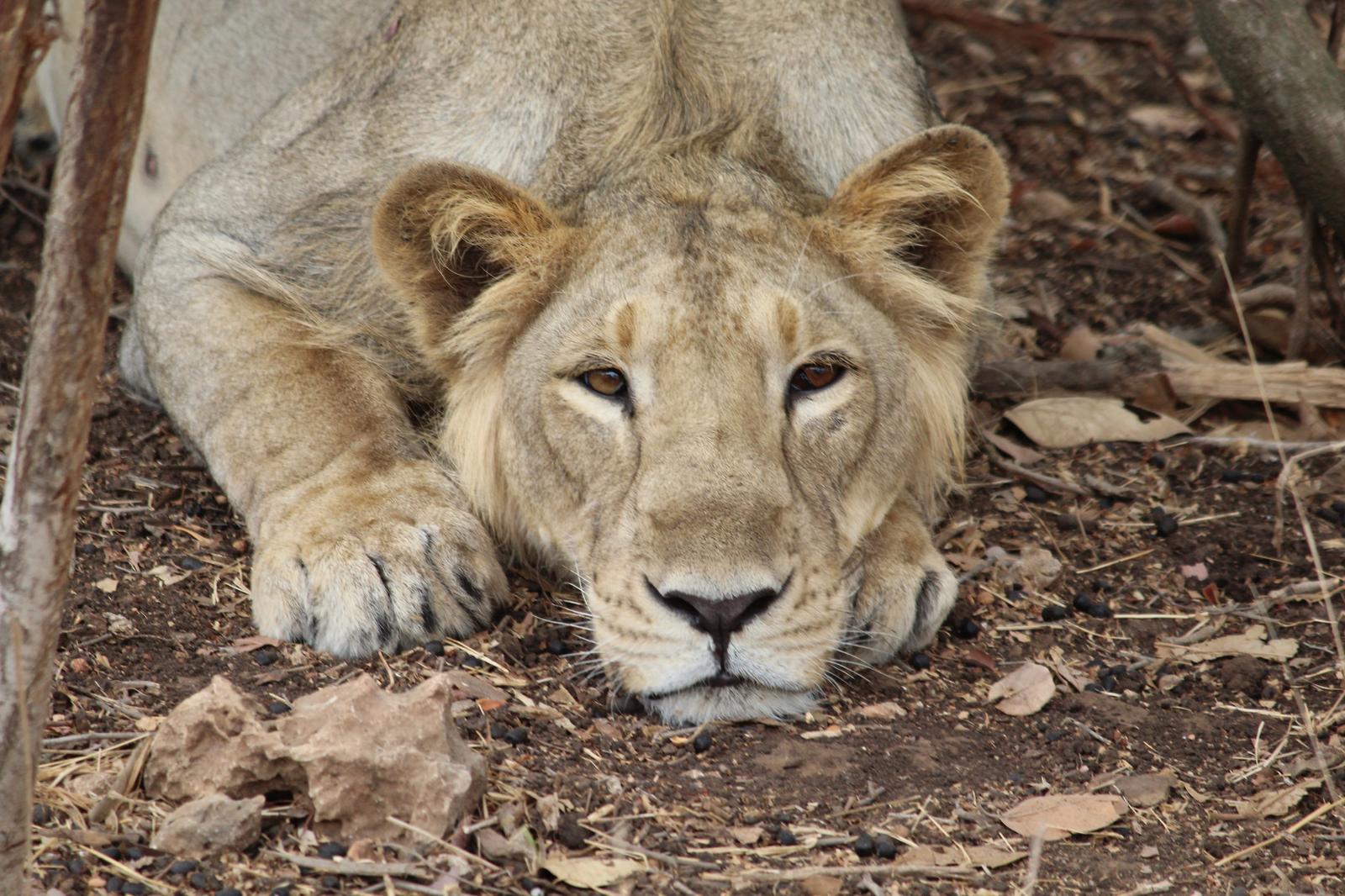 A resting lion (Gir Forest National Park, India, 2016)
